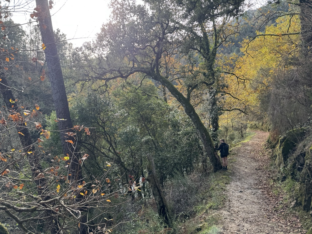 Autumn trail through pine forest