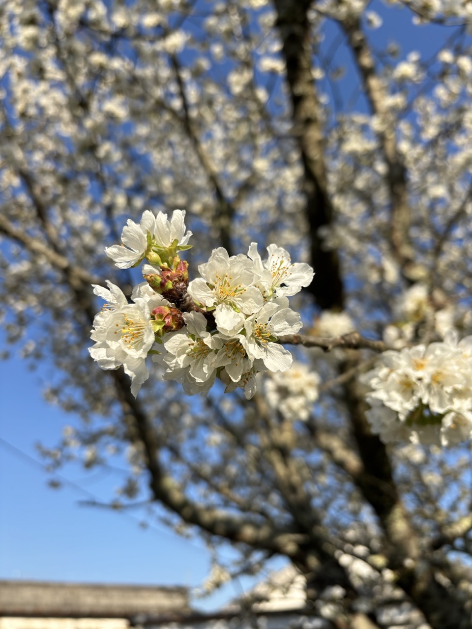 Spring blossoms on the quinta