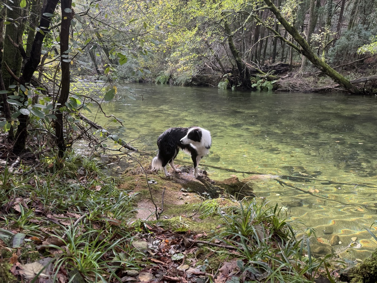 Border collie by river
