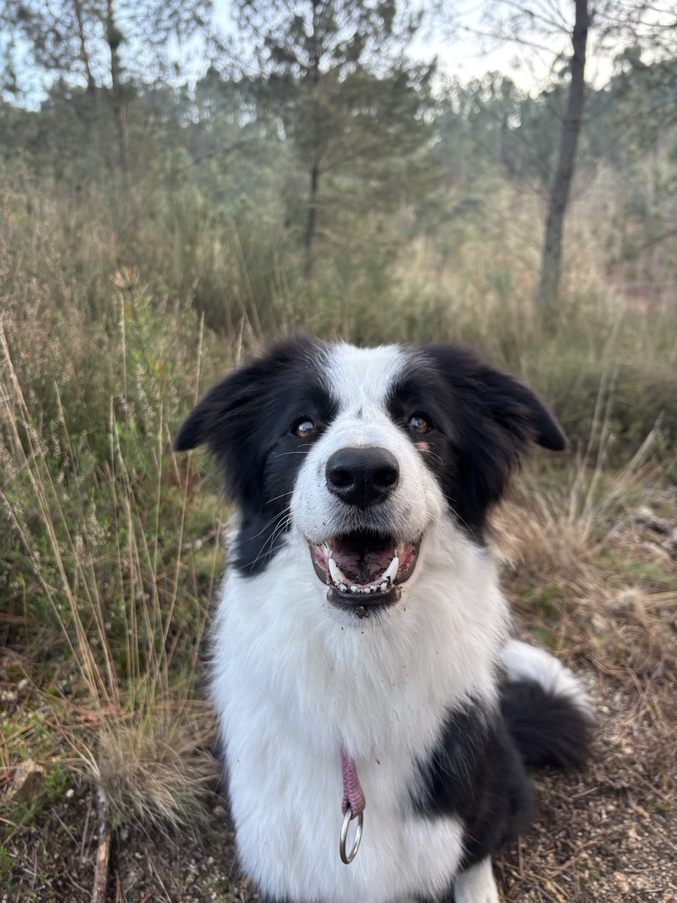 Happy border collie