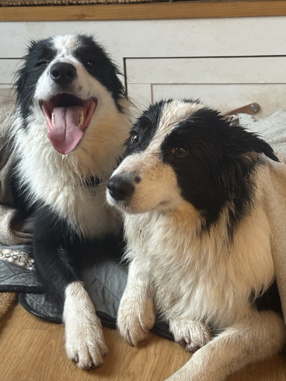 Our two border collies cuddling together