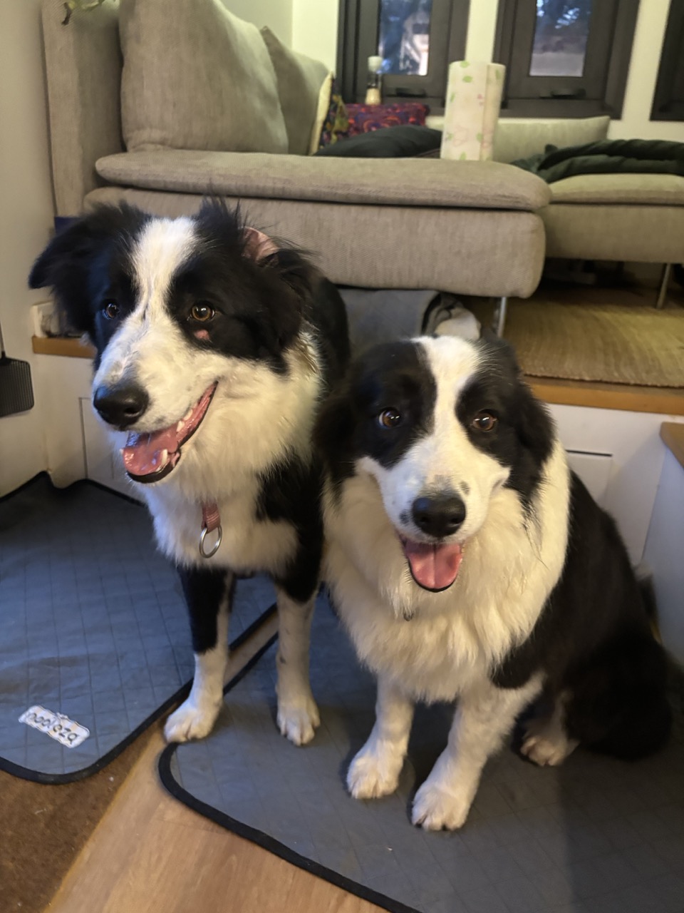 Dogs at home