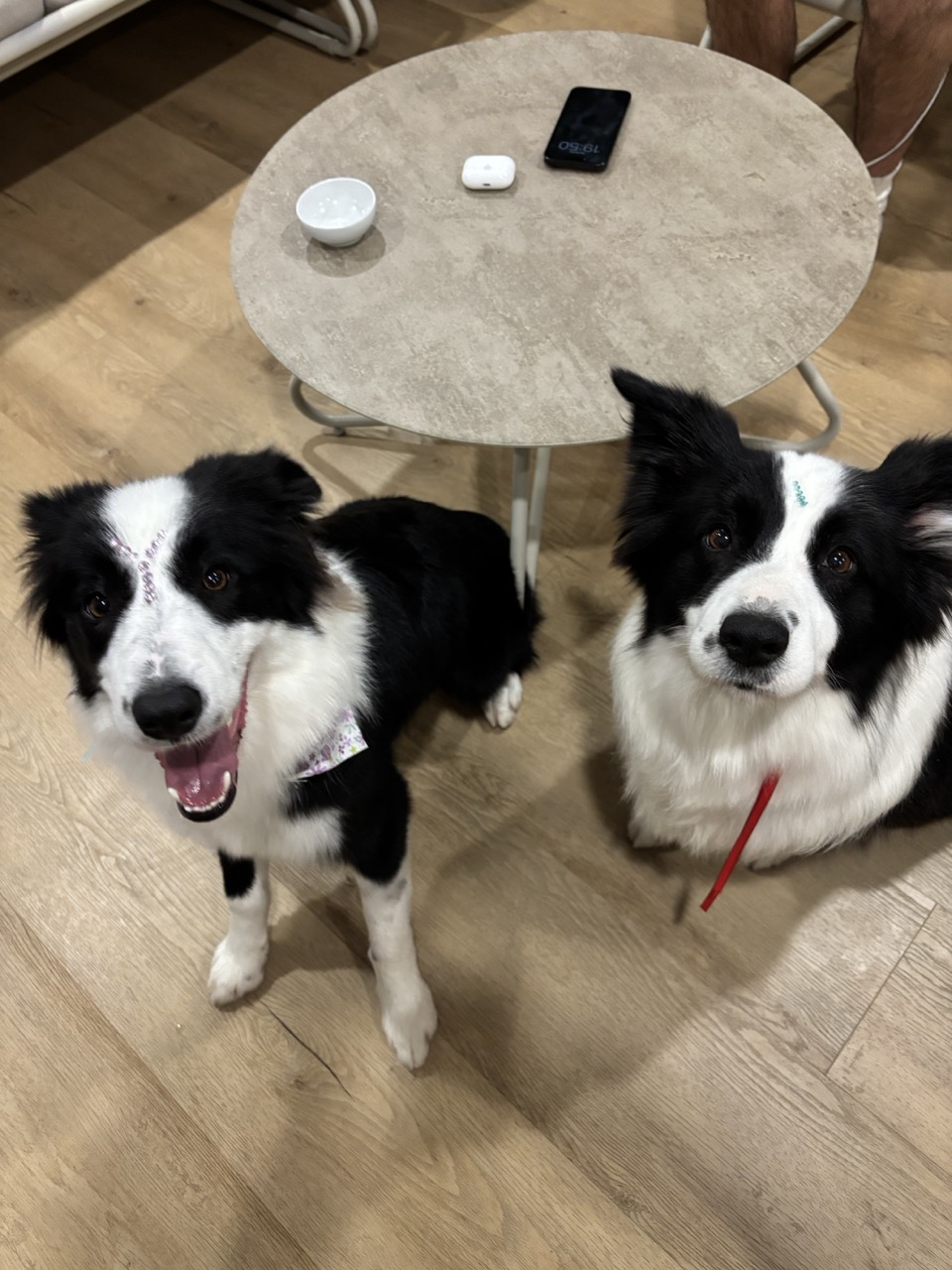 Both dogs looking up