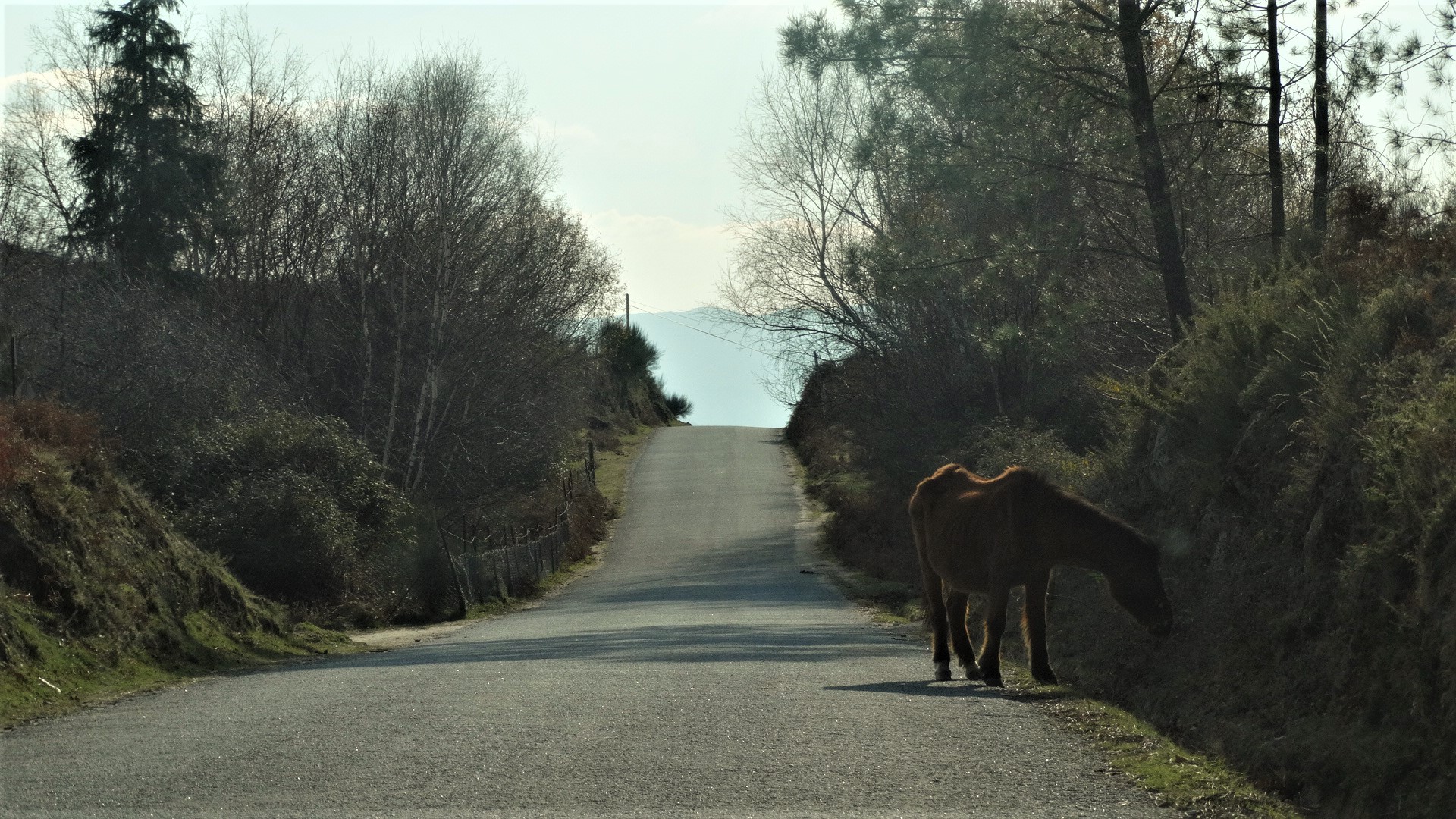 Wild Garrano horses at Santo António de Brandas