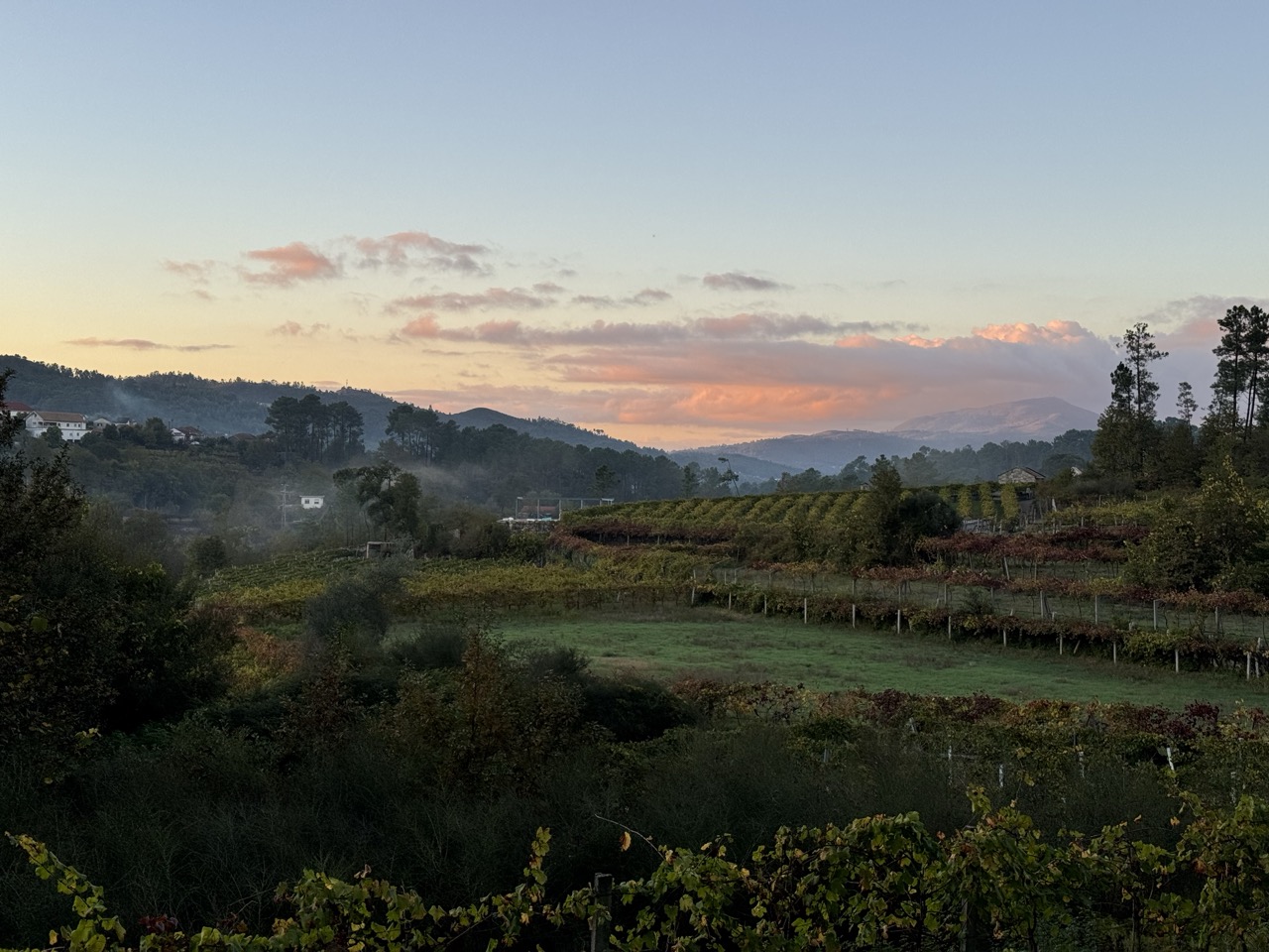 Misty vineyard sunrise in Northern Portugal