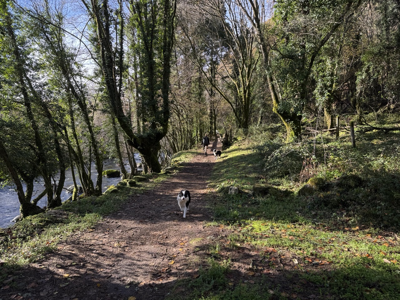 Forest trail along the river